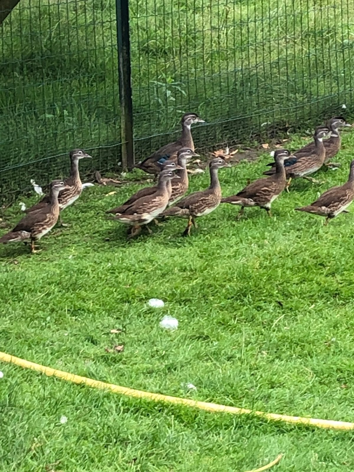 Mandarijn eenden, Dieren en Toebehoren, Meerdere dieren, Eend
