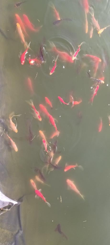 Poissons rouges de bassin, Enlèvement