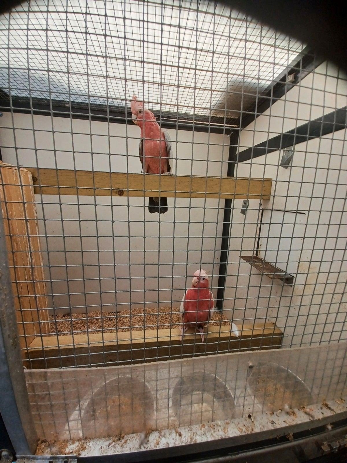 lutino kaketoe, Dieren en Toebehoren