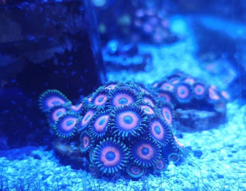 Zoanthus Eagle Eye koraal zeeaquarium
