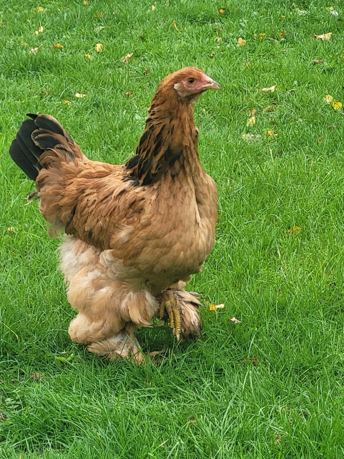 brahma buff zwart jonge hen 7 maanden, Dieren en Toebehoren