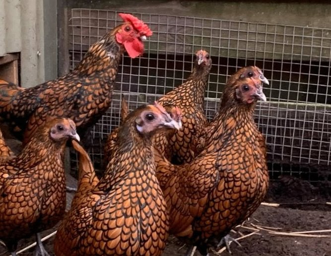 Trio's Goud- zwart sebrights, Dieren en Toebehoren, Pluimvee