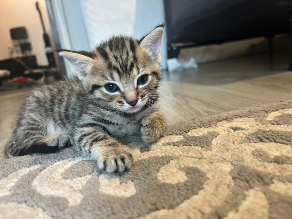 Kiten, Antiek en Kunst, Antiek | Woonaccessoires, Ophalen