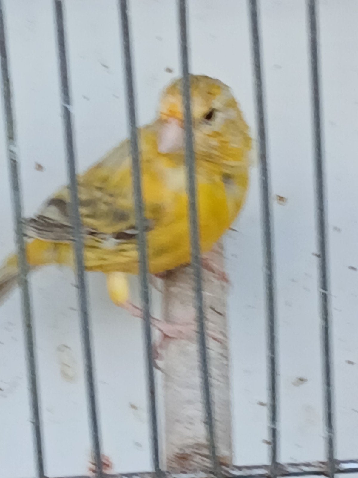 jonge kanaries 2 popjes, Dieren en Toebehoren, Vrouwelijk, Zangkanarie