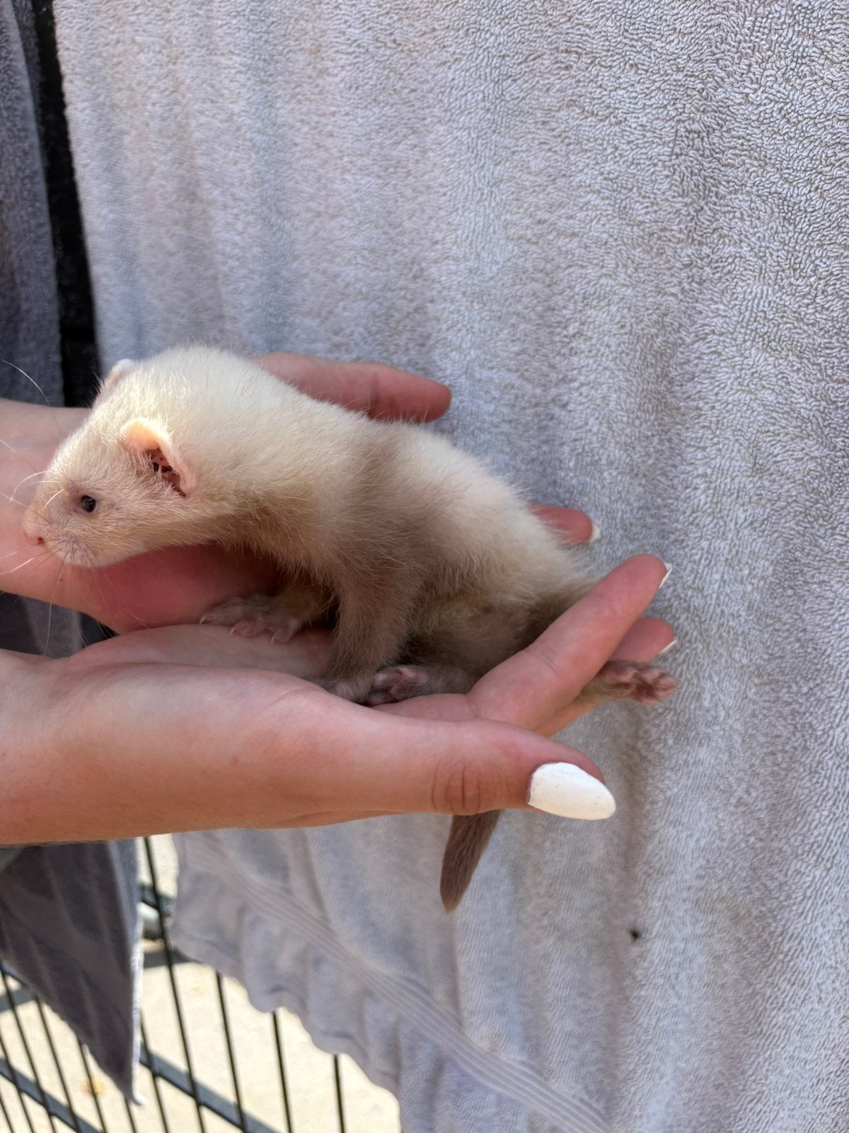 Frettenpups zoeken nieuw huisje, Dieren en Toebehoren, Mei, Meerdere dieren