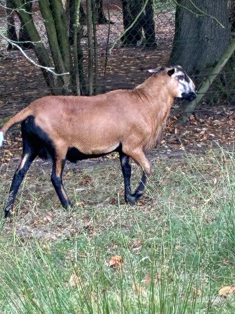 Barbados Blackbelly ram  te koop/te huur, Dieren en Toebehoren, Mei, Mannelijk