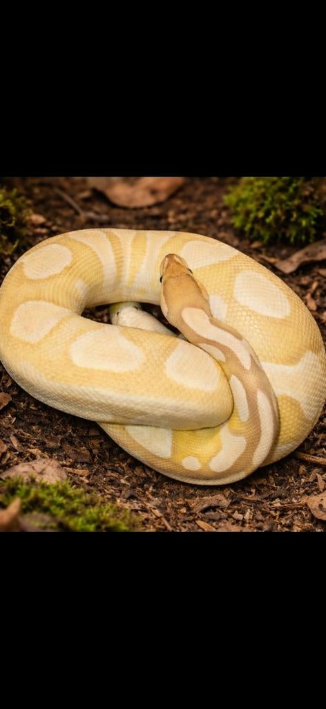 Ballpython#pythonregius#banana#clown, Animaux & Accessoires, Reptiles & Amphibiens