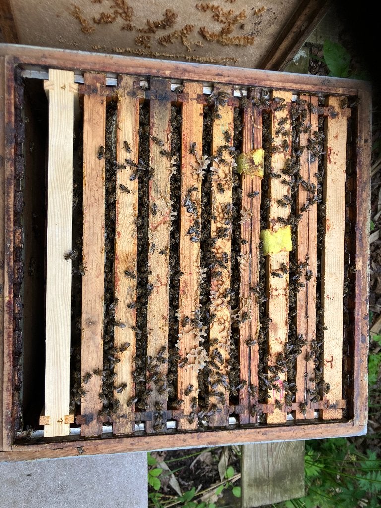 Bijenvolk carnica DN, Dieren en Toebehoren, Bijen
