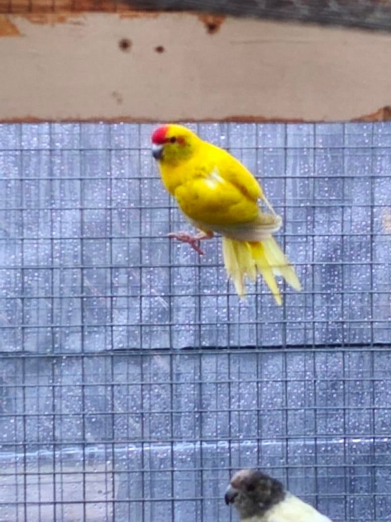 Kakariki man gevraagd, Dieren en Toebehoren