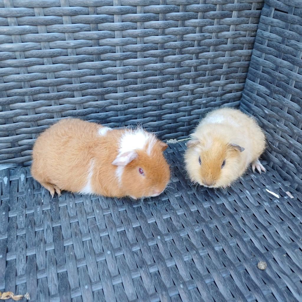 2 cavia beertjes teddys, Animaux & Accessoires, Mars, Mâle, Cobaye