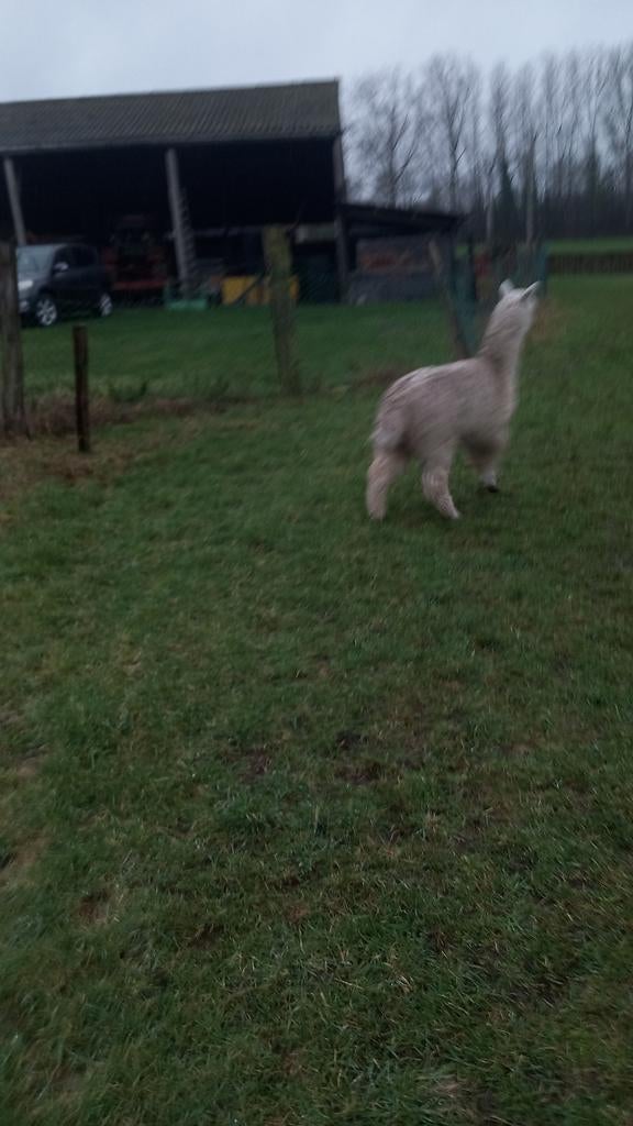 Jonge manneke  alpaca  tekoop, Juillet, Mâle
