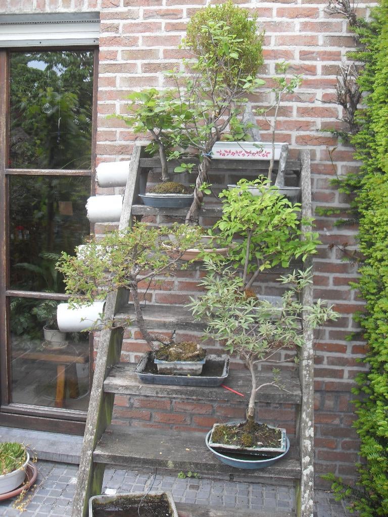 bonsai, Tuin en Terras, Planten | Bomen, Bloeit niet, Overige soorten, Minder dan 100 cm, Ophalen