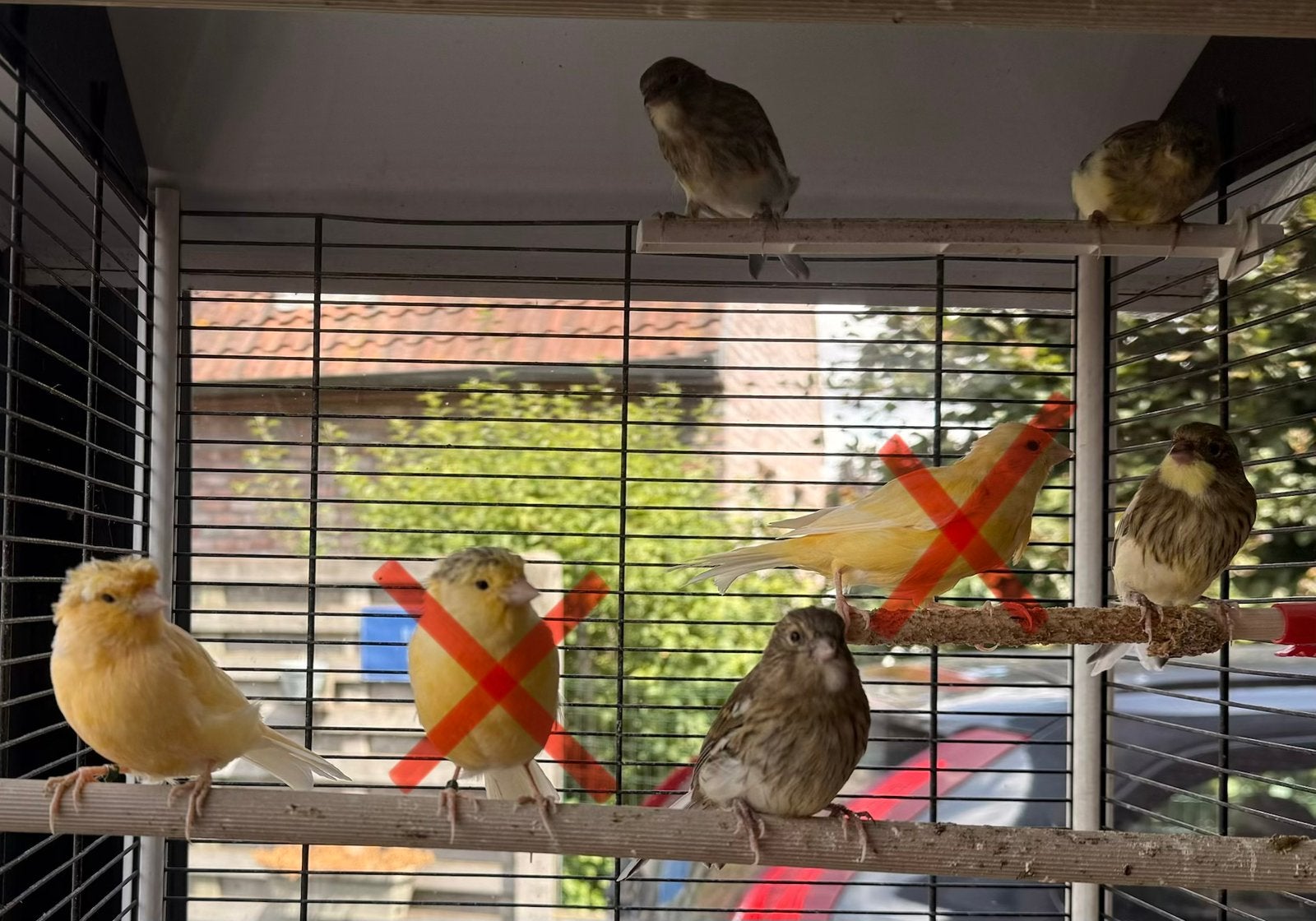 Jeunes canaris, Animaux & Accessoires