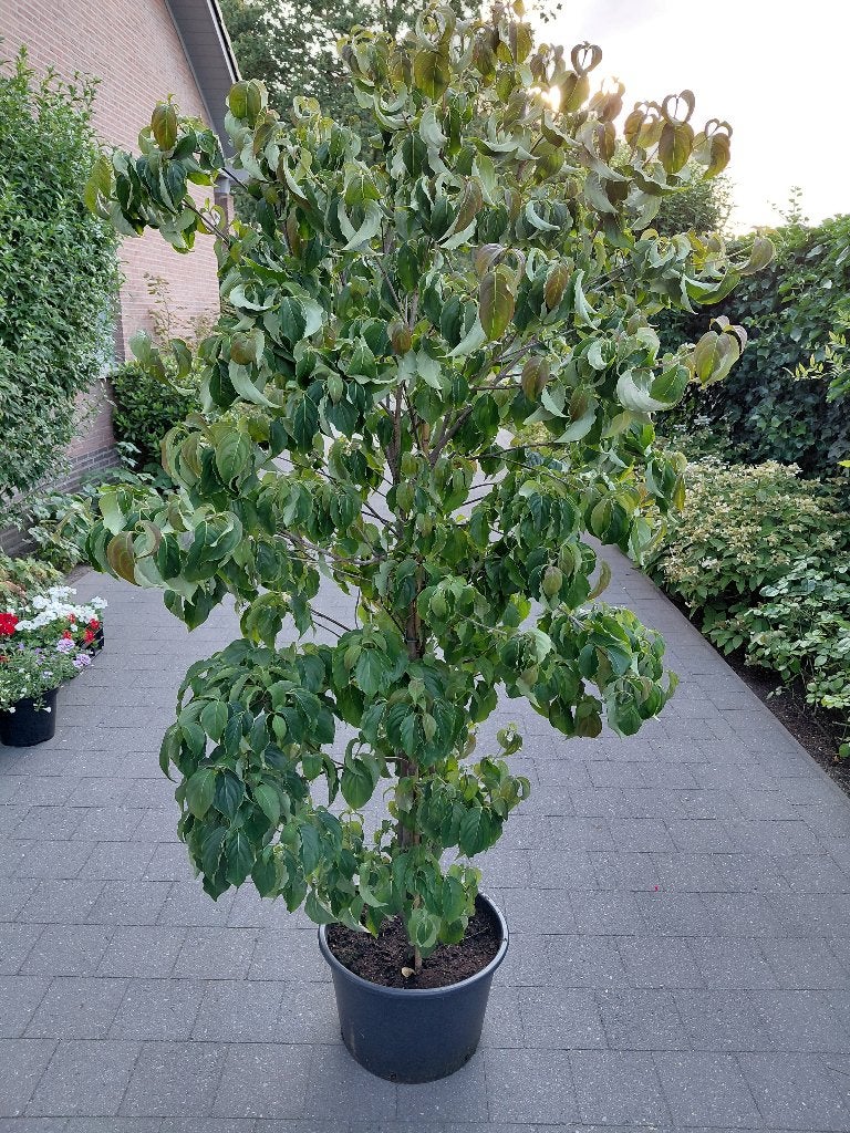 Cornus Kousa Chinensis, Tuin en Terras, Ophalen, Halfschaduw
