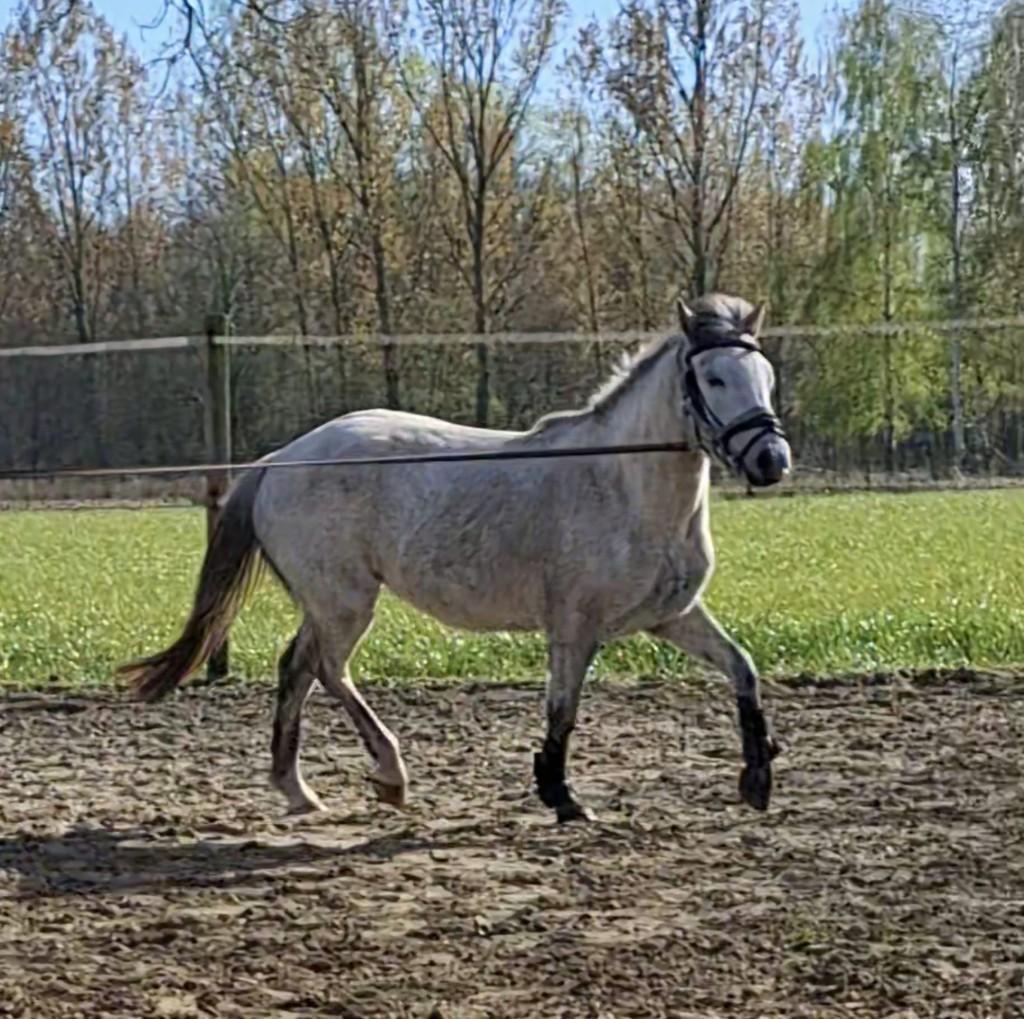 pony, Animaux & Accessoires, Poneys, Jument, Non dressé, Poney C (1.27 m à 1.37m), Poney de saut, 3 à 6 ans, Avec pedigree, Avec puce électronique