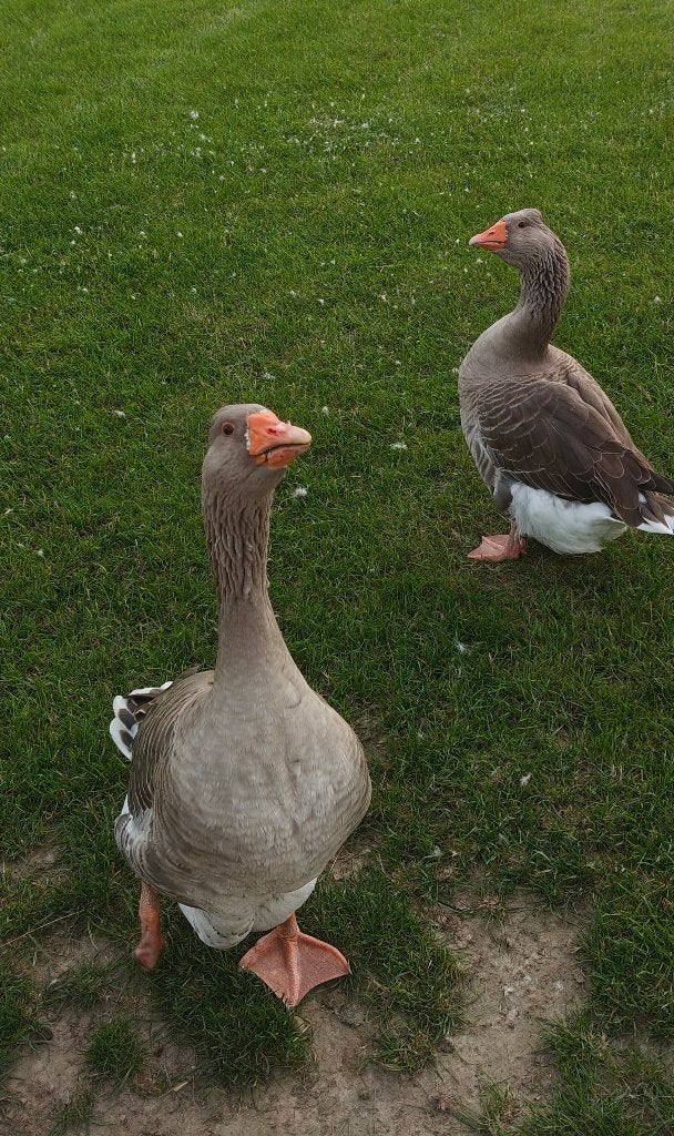 Toulouse ganzen koppel, Animaux & Accessoires, Volatiles, Plusieurs animaux, Oie ou Cygne