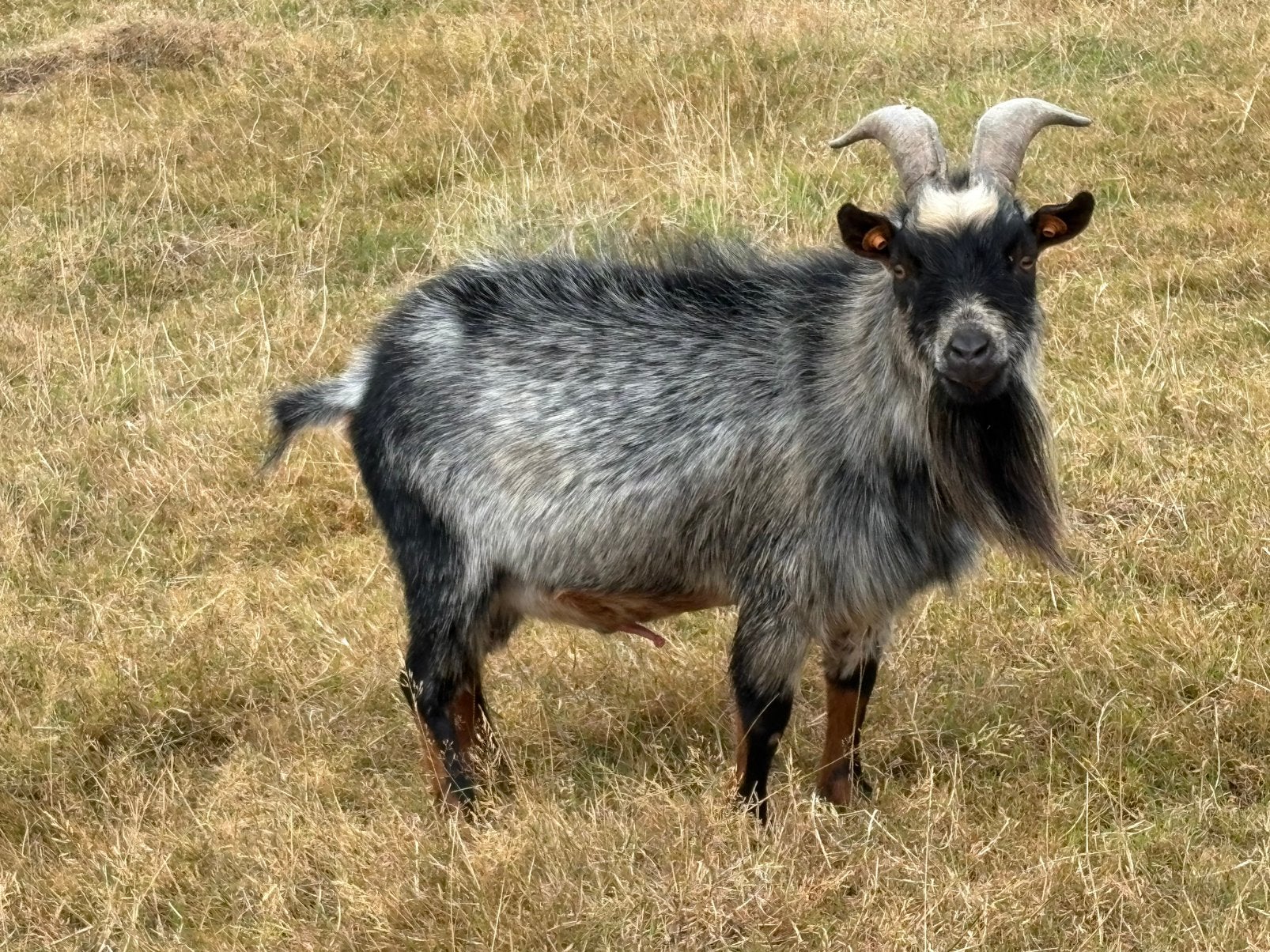 Dwerggeiten bok, Dieren en Toebehoren, Schapen, Geiten en Varkens, Mannelijk, Geit, 3 tot 5 jaar