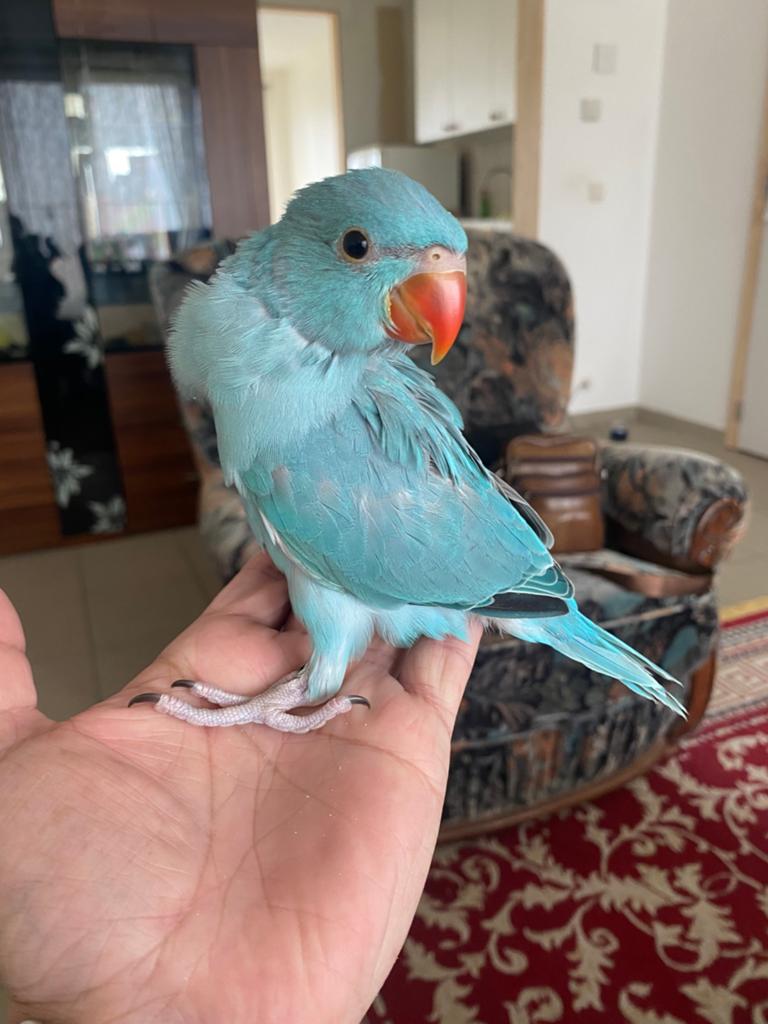 Johny de HalsbandParkiet TAM Lief Mannelijk, Animaux & Accessoires, Oiseaux | Perruches & Perroquets, Mâle, Perruche, Domestique