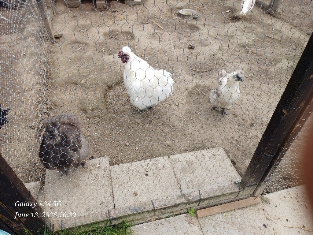 zijdehoen trio, Dieren en Toebehoren, Kip