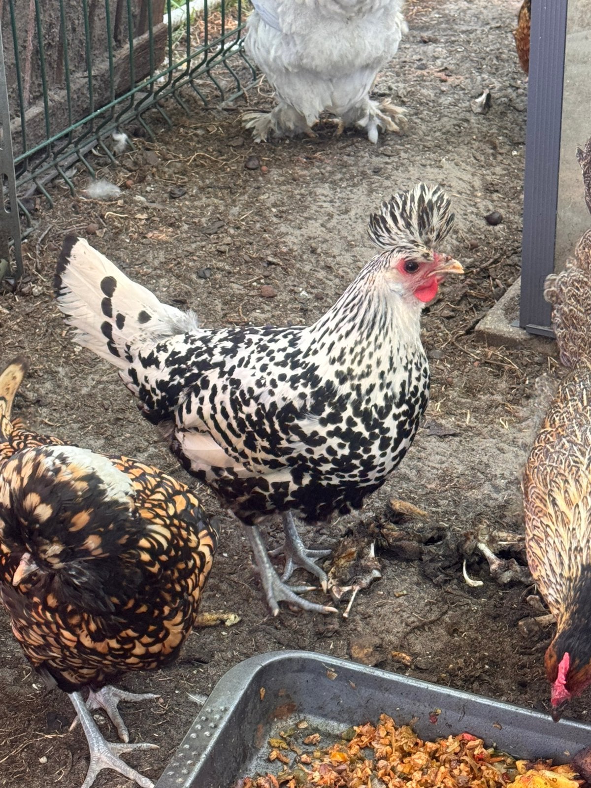 8 kippen verschillende rassen, Dieren en Toebehoren, Kip