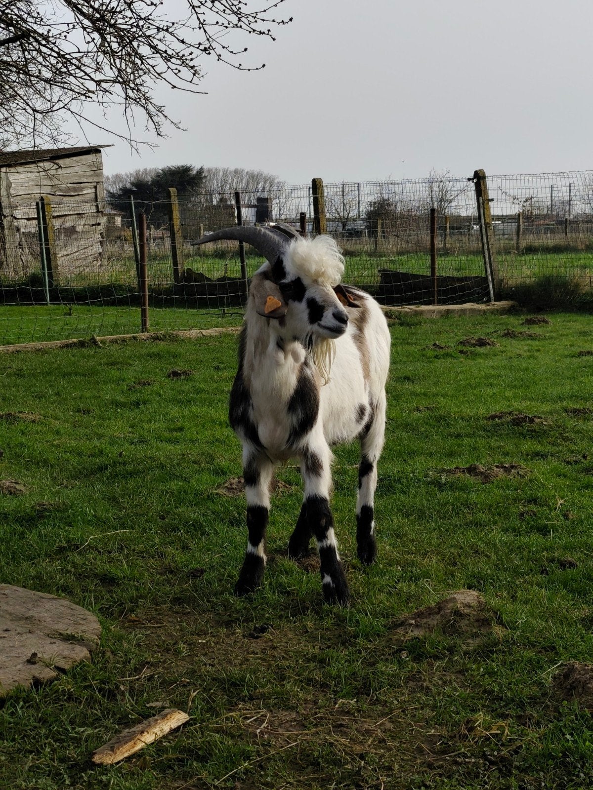 Bouc croisé anglonubien 1 an, Mâle, Chèvre, 0 à 2 ans