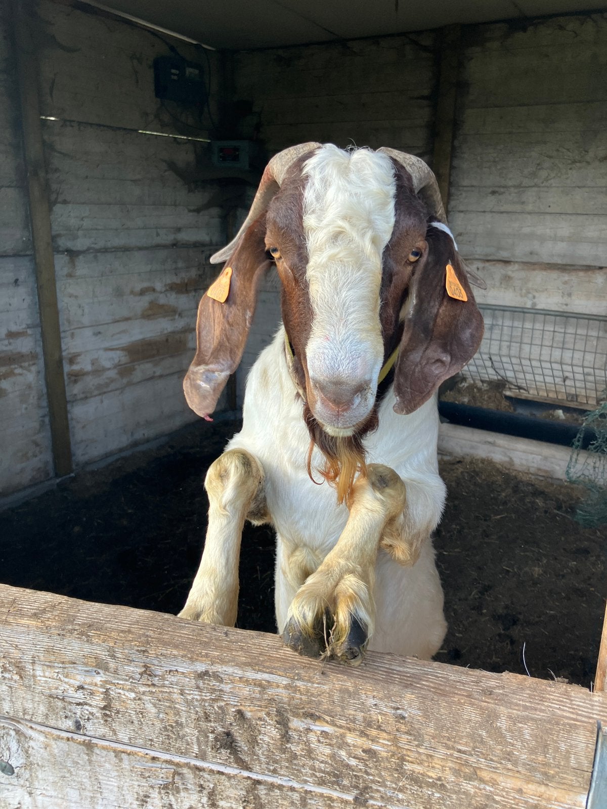 Volwassen boerbok stamboom, Mannelijk, Geit