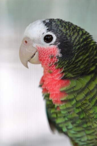 Gezocht kweekkoppel cuba amazone, Dieren en Toebehoren