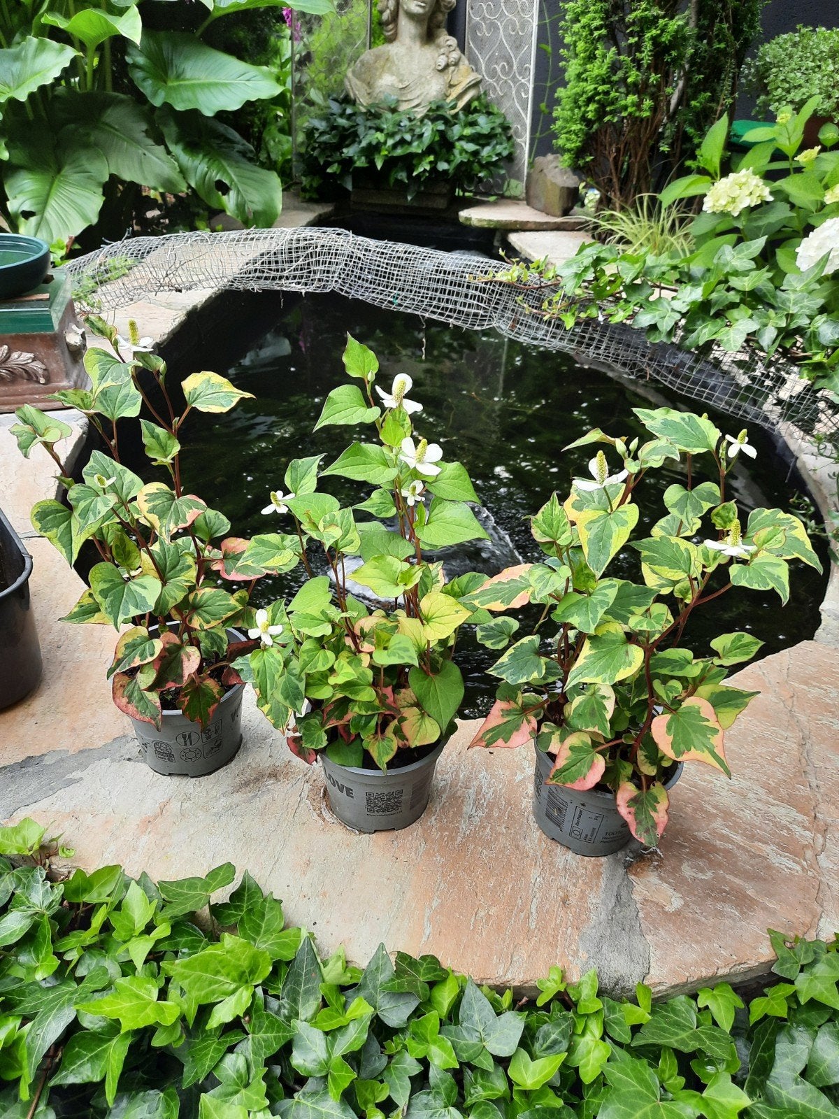 Plantjes aquiflora, Tuin en Terras, Ophalen, Vijverplanten