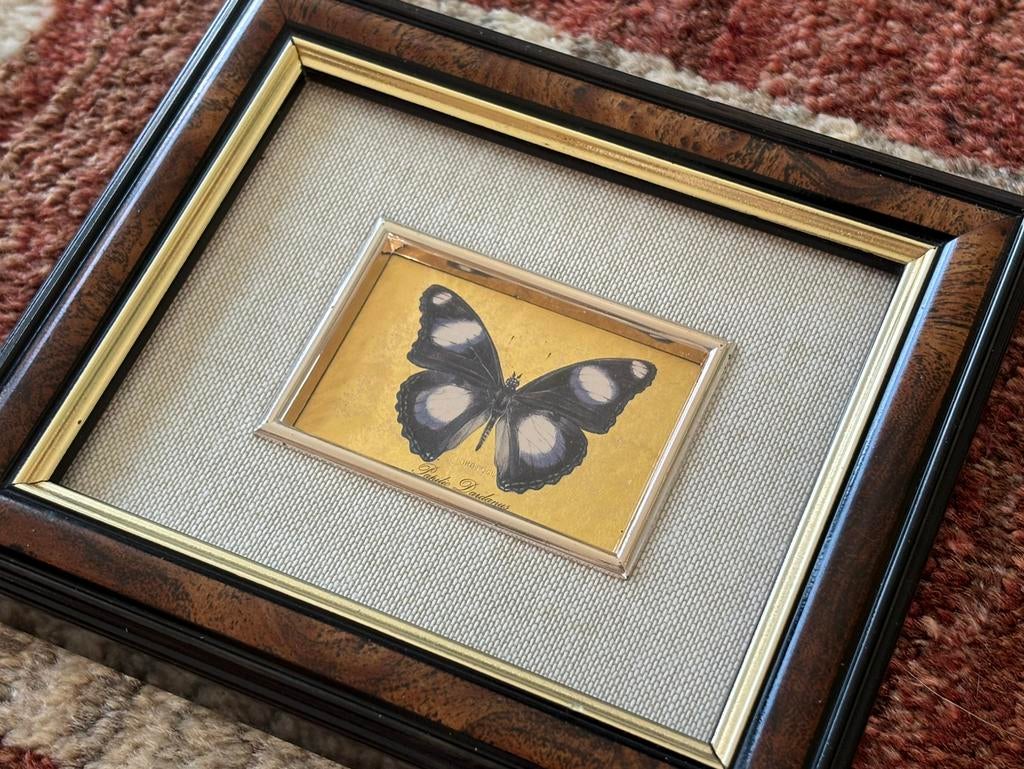 Vintage kader print vlinder op bladgoud Papilio Dardanus, Antiek en Kunst, Curiosa en Brocante, Ophalen of Verzenden