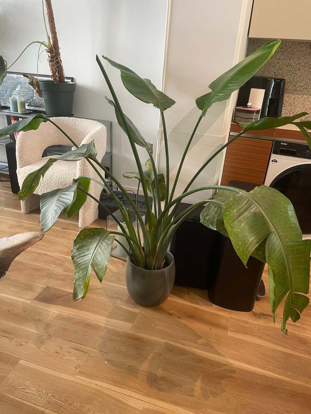 Strelitzia, Enlèvement