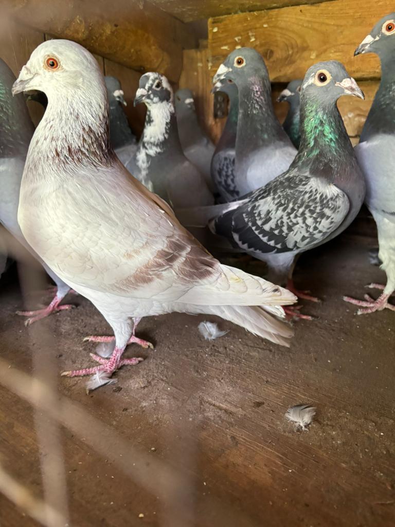 Slacht duiven tekoop, Dieren en Toebehoren, Vogels | Duiven