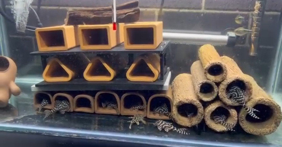 L333, Dieren en Toebehoren, Vissen | Aquariumvissen