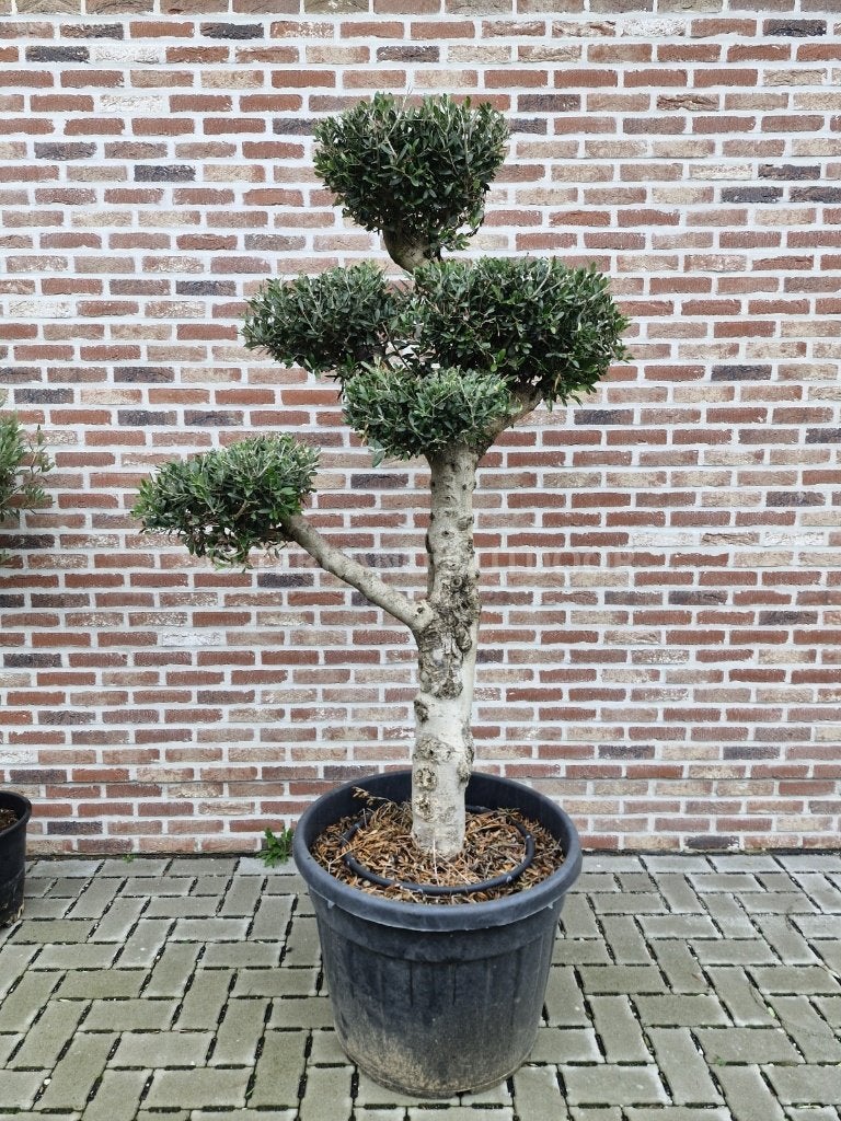 Olijfboom Plato – brede schotelkroon – 180-220 cm, Lente, 100 tot 250 cm, Olijfboom, Ophalen