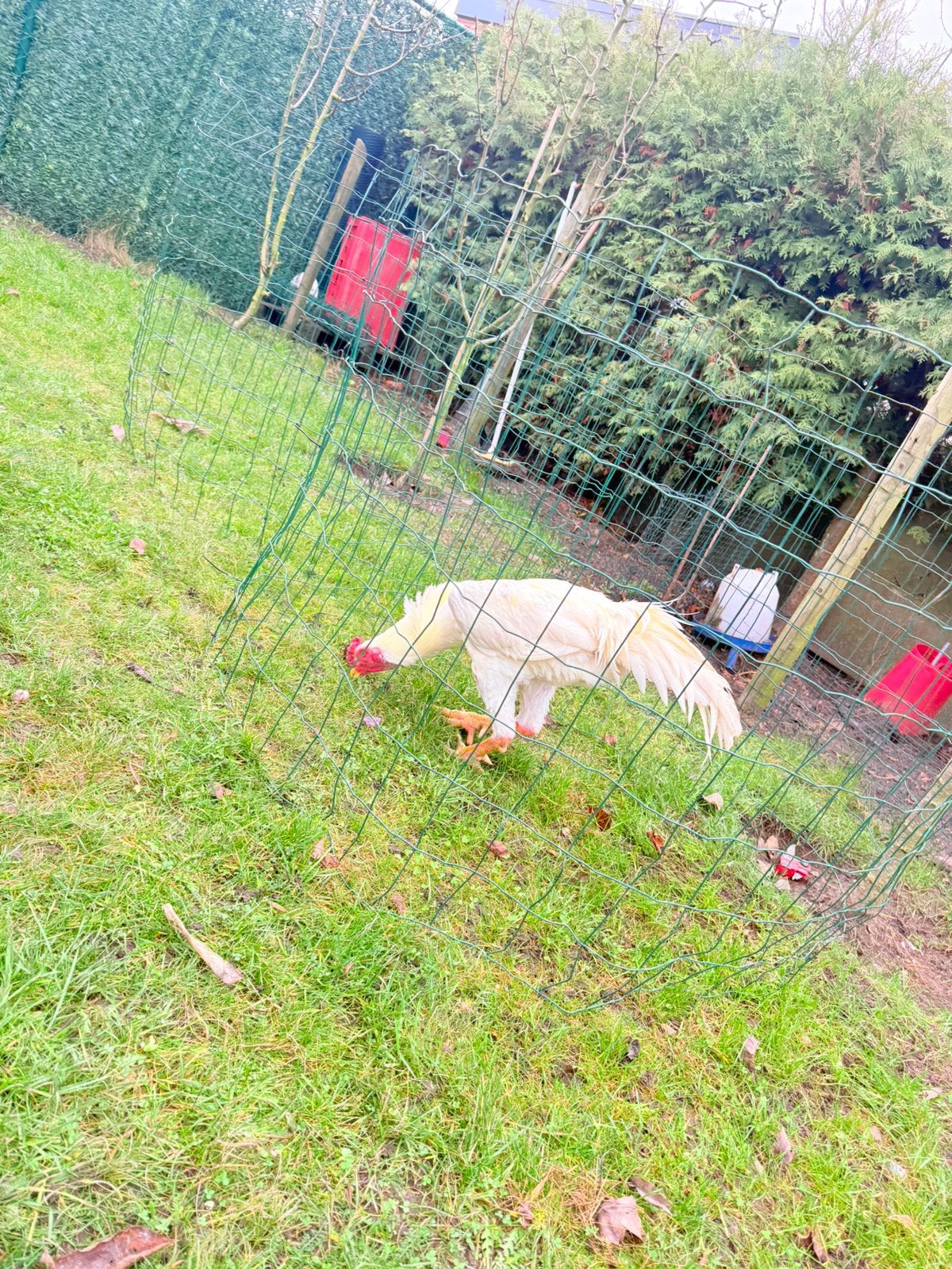 Oh shamo, Dieren en Toebehoren