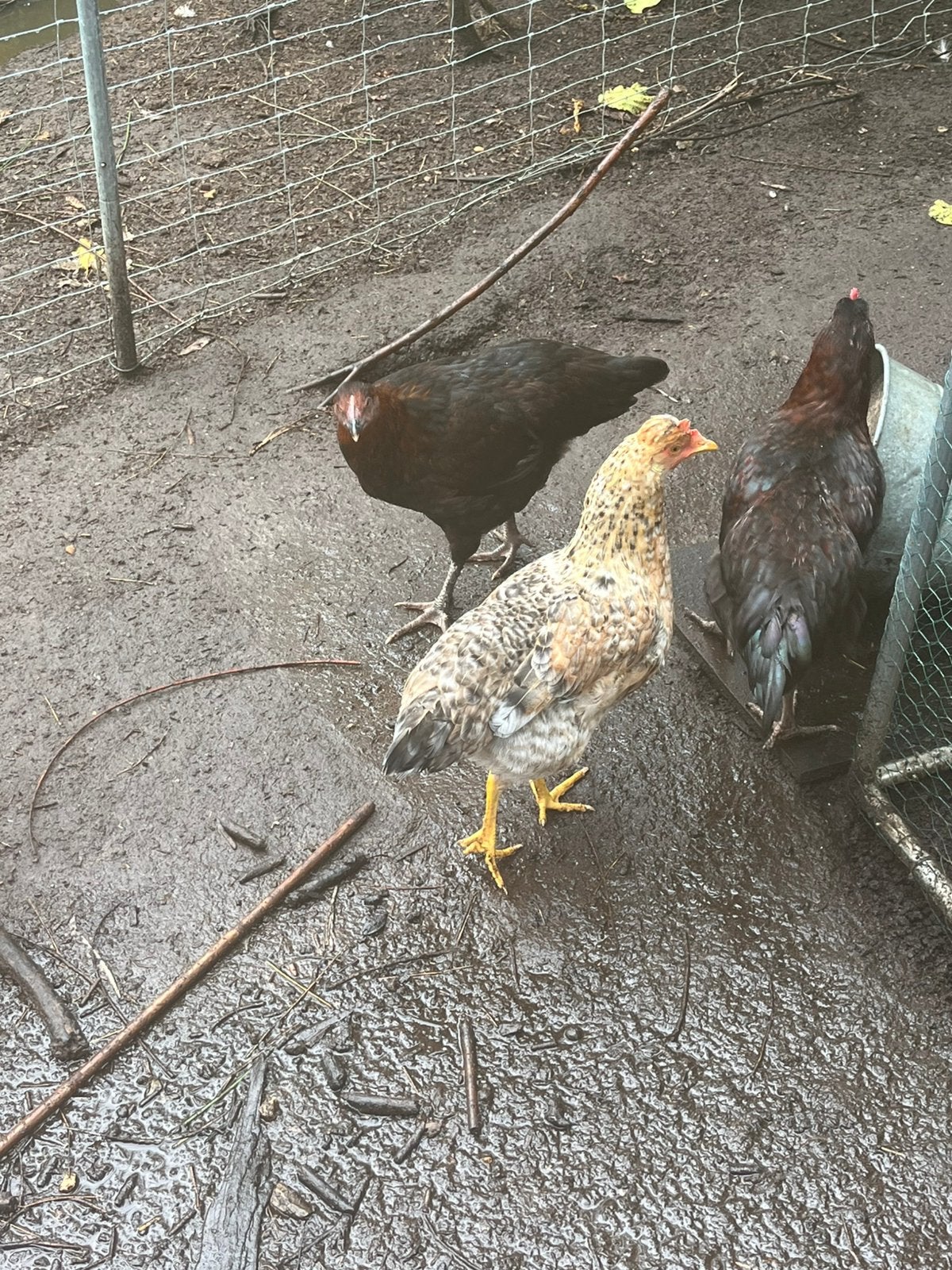 Bijna volgroeide cream legbar hen