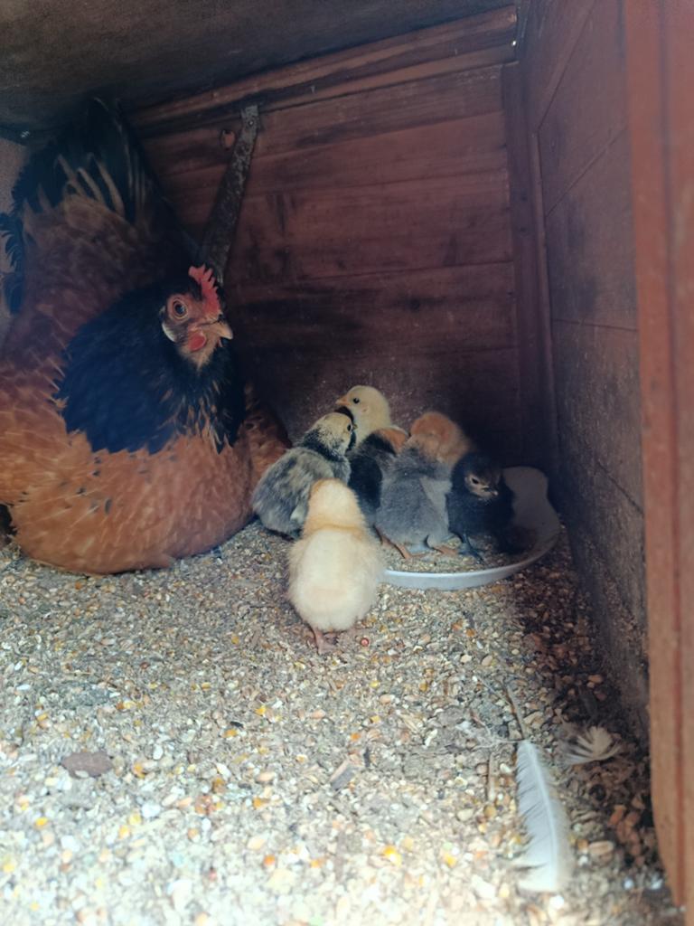 Sierkippen kuikens, Dieren en Toebehoren, Pluimvee