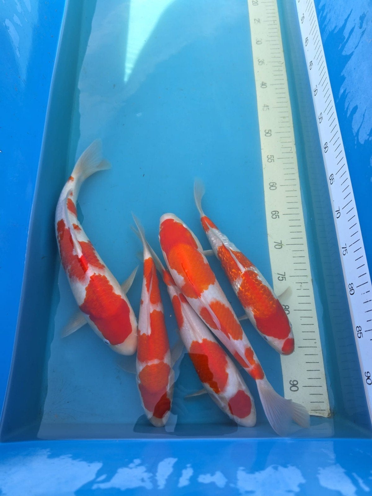 HQ Torazo 1jarige Kohaku 29/35 cm, Dieren en Toebehoren, Karper of Koi