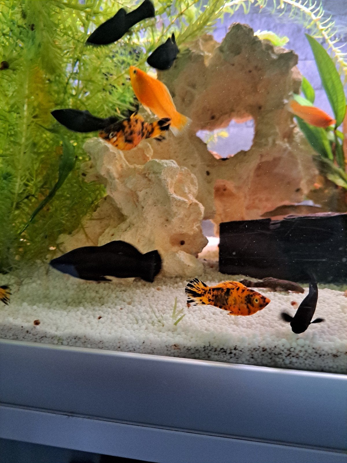 Black molly  baby's, Animaux & Accessoires, Poisson, Poisson d'eau douce, Banc de poissons