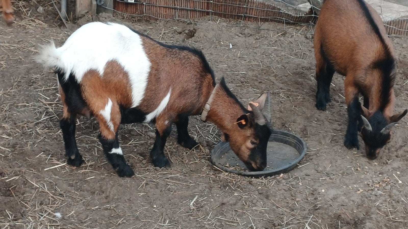 miekes, Vrouwelijk, Geit, 0 tot 2 jaar