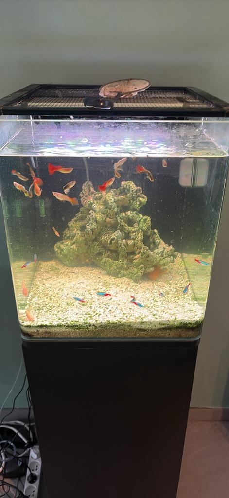Compleet aquarium met alles erop en eraan, Dieren en Toebehoren, Ophalen, Zo goed als nieuw
