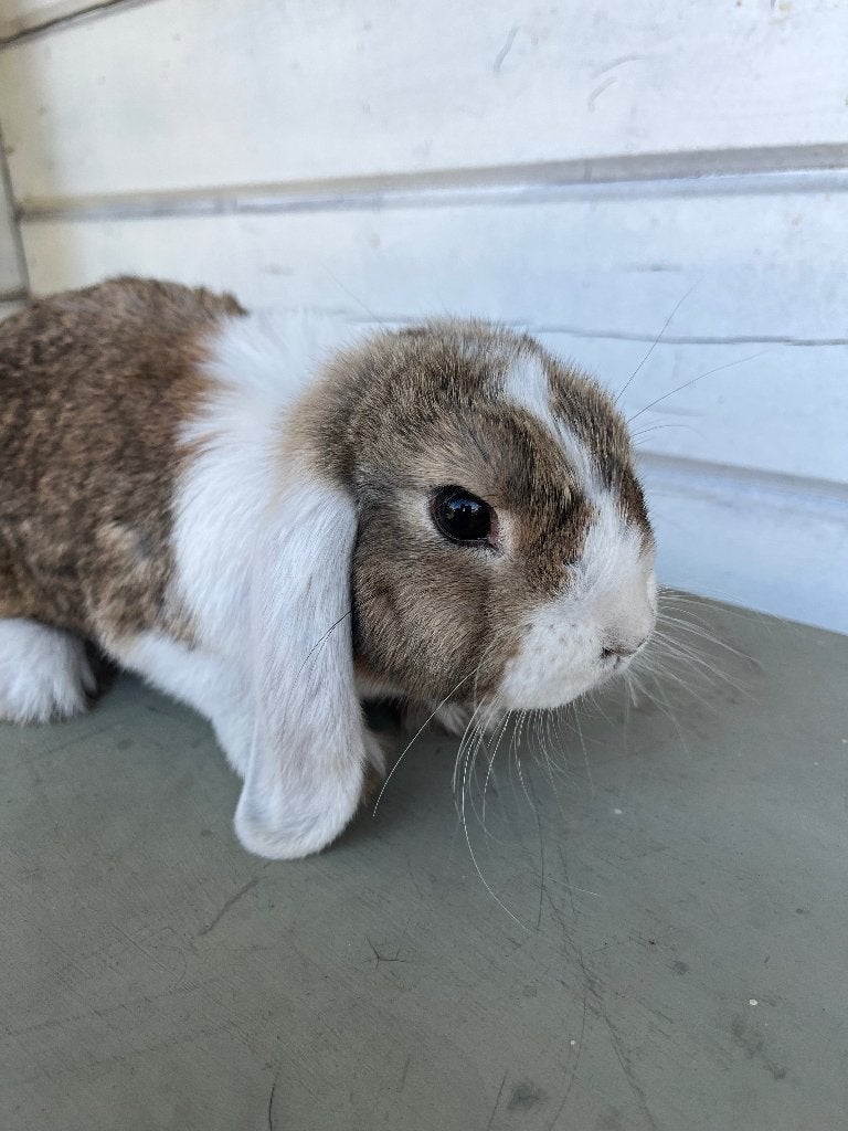 Hangoor konijntjes, Dieren en Toebehoren, Konijnen, Middelgroot, Vrouwelijk, 0 tot 2 jaar, Hangoor