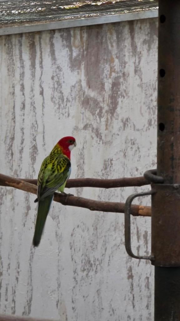 Rosella parkiet, Dieren en Toebehoren, Mannelijk, Parkiet