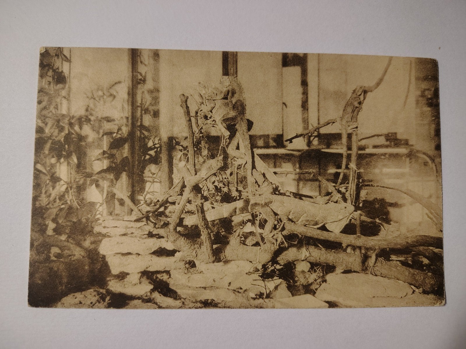 Antwerpen Dierentuin. Kruipdierenhuis - Knobbel Leguanen., Ophalen of Verzenden, Antwerpen