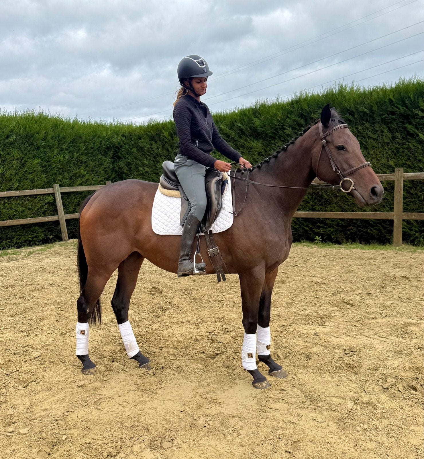 Jument cool, Jument, B, Avec pedigree, 3 à 6 ans