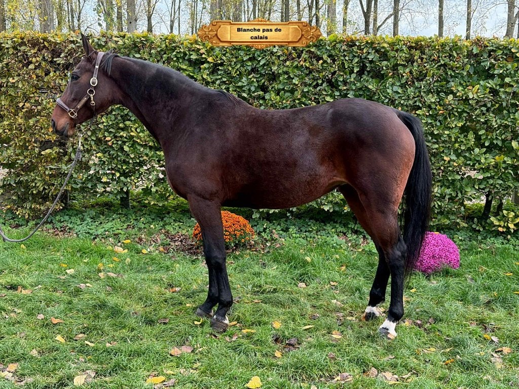 te koop  Blanche Pas, Z, Avec pedigree, 160 à 165 cm, Cheval de saut