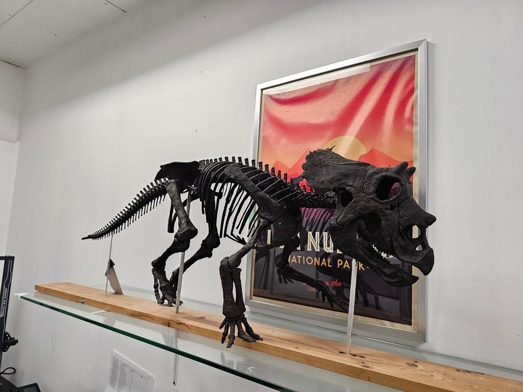 1/1 replica, Baby triceratops, Ophalen