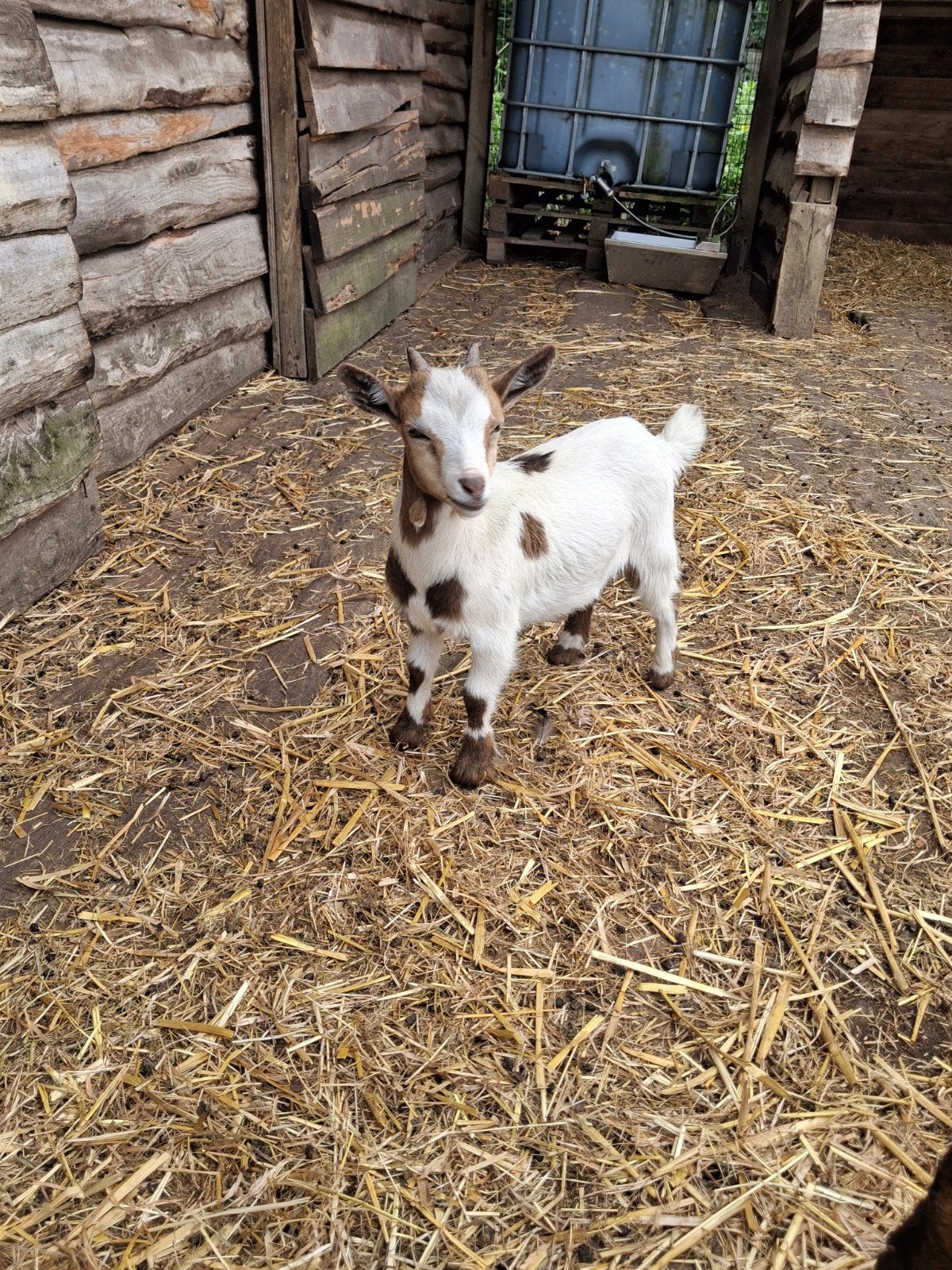 Mini Geiten bok, Dieren en Toebehoren, Mannelijk, Geit, 0 tot 2 jaar