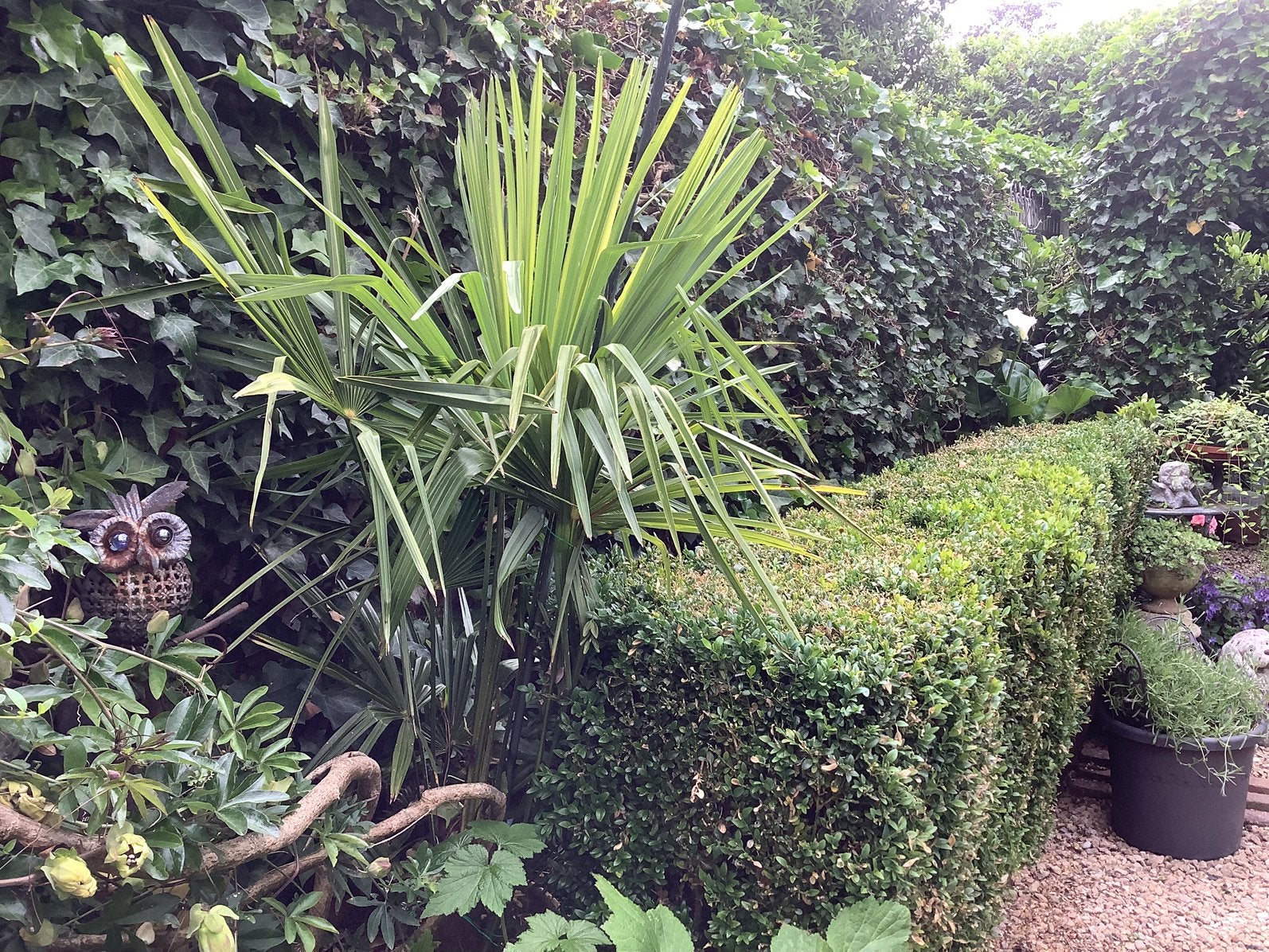 Palm plant, Ophalen