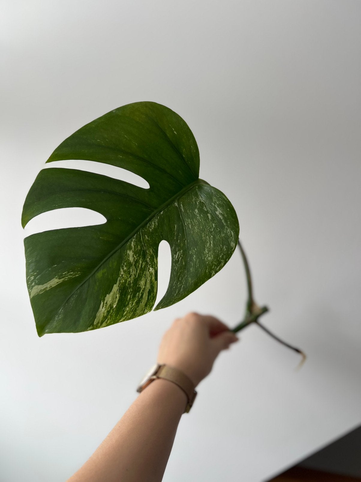 Monstera deliciosa variegata stek, Ophalen