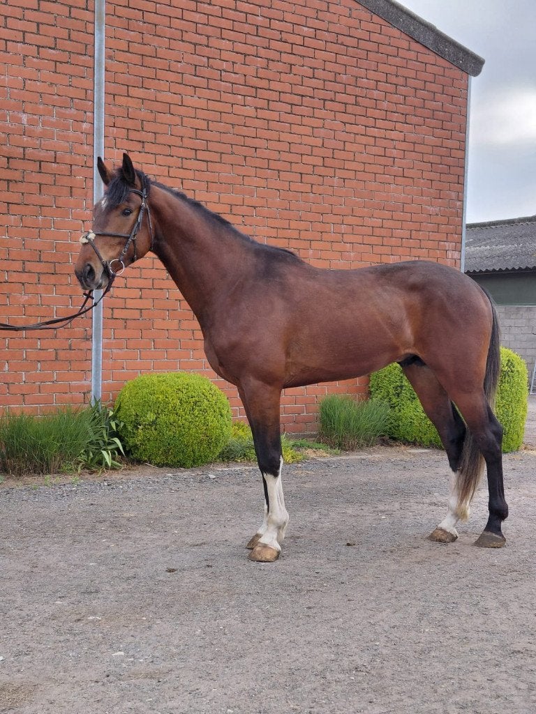 3-jarige hengst te koop, Springpaard, Met stamboom, 3 tot 6 jaar, Zadelmak